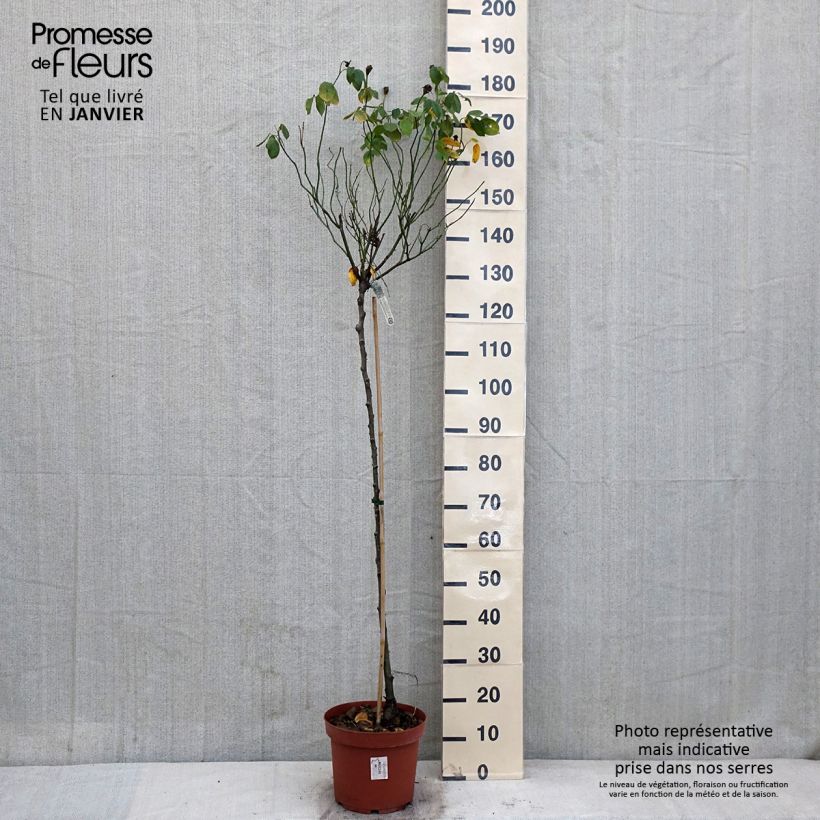 Rosier Tige David Austin Claire Austin - pot de 7.5L sample as delivered in winter