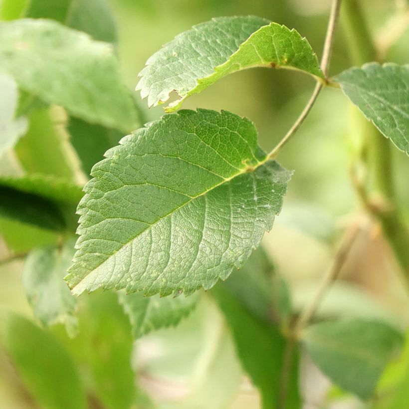 Rosa  Guirlande d'Amour - Climbing or Shrub Rose (Foliage)