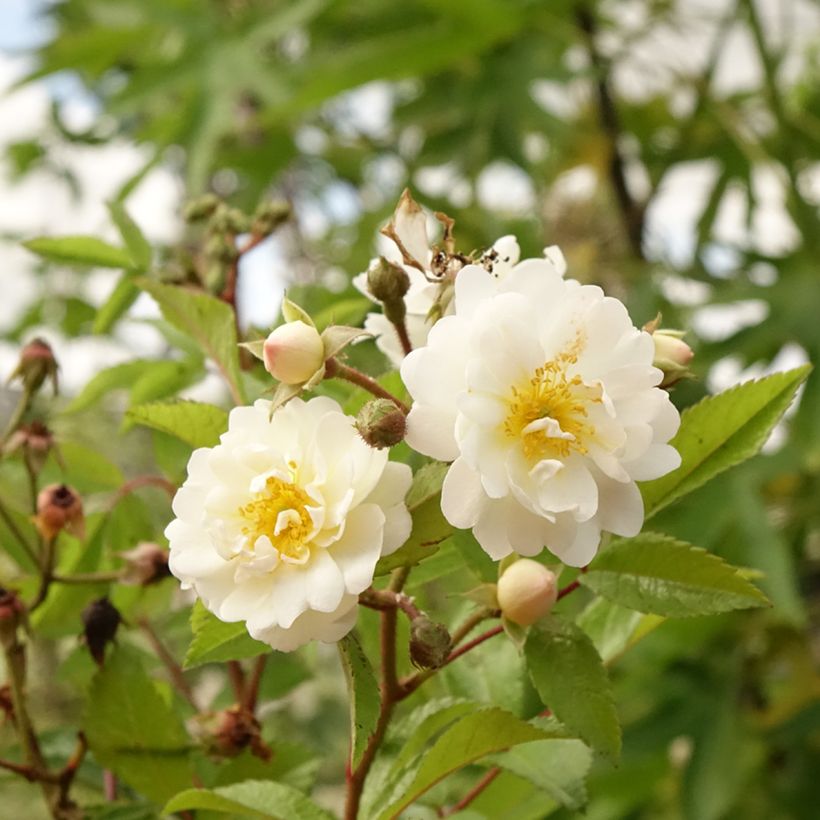 Rosa  Guirlande d'Amour - Climbing or Shrub Rose (Flowering)