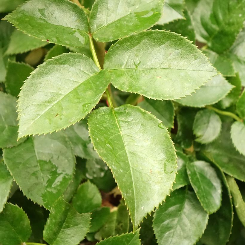 Rosa x floribunda Hansestadt Rostock - Floribunda Rose (Foliage)