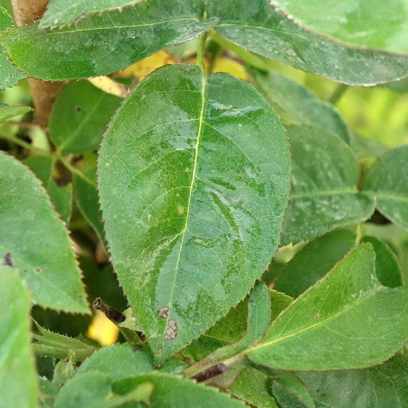 Rosa Heidi Klum - Stem Standard Rose (Foliage)