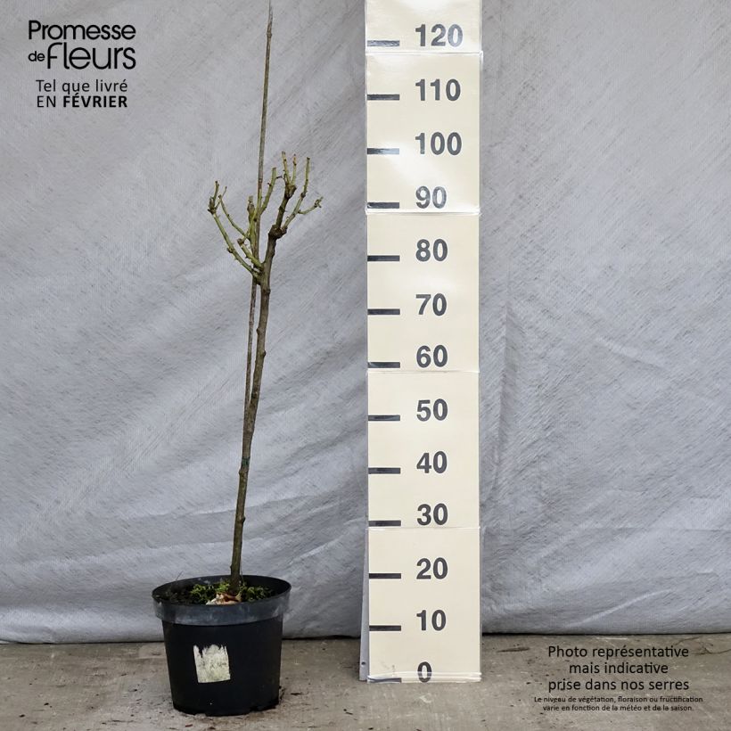 Rosier tige Leonardo da Vinci - Pot de 4L/5L - 60/70 cm  sample as delivered in winter