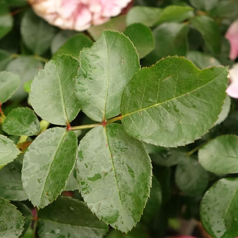 Rosa Leonardo da Vinci - Floribunda Rose (Foliage)