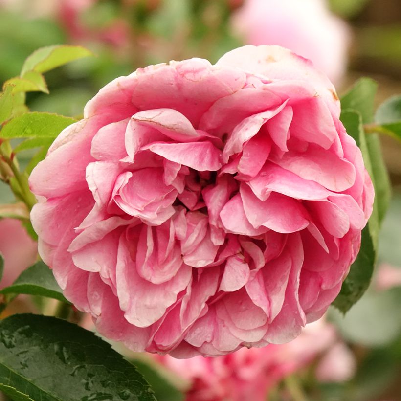 Rosa Leonardo da Vinci - Floribunda Rose (Flowering)