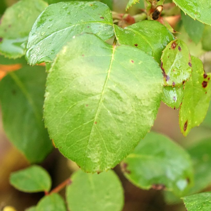 Rosa 'Line Renaud' - Standard Rose (Foliage)