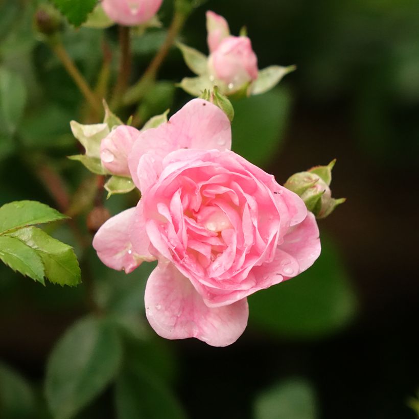 Rosa The Fairy - Standard Rose (Flowering)