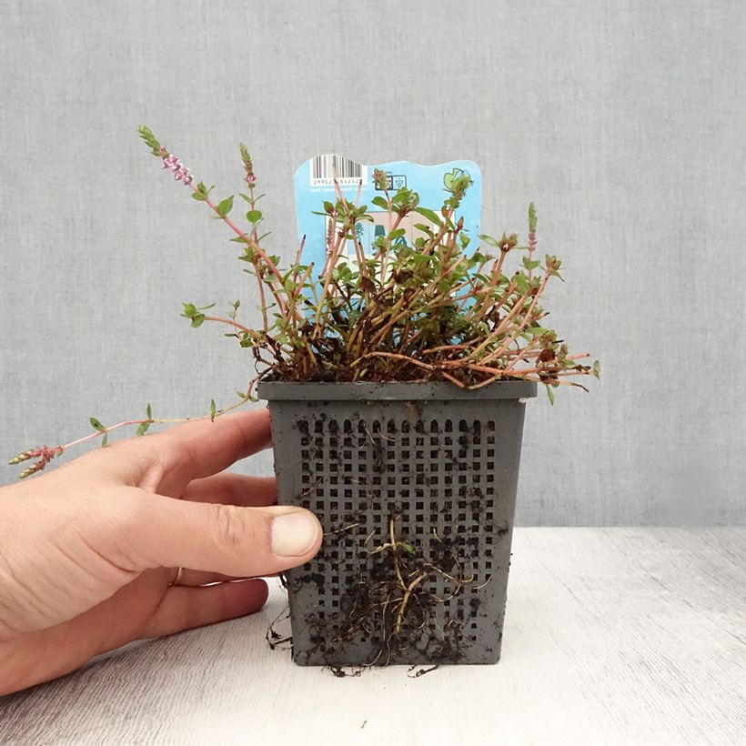 Rotala indica - Rotala des Indes - Pot de 1L/1,5L sample as delivered in summer