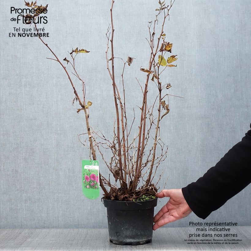 Rubus spectabilis Olympic Double (Flore Pleno) - Ronce d'ornement Pot de 3L/4L sample as delivered in autumn