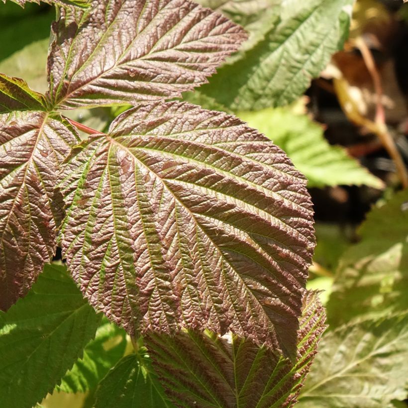 Glen Coe Raspberry (Foliage)