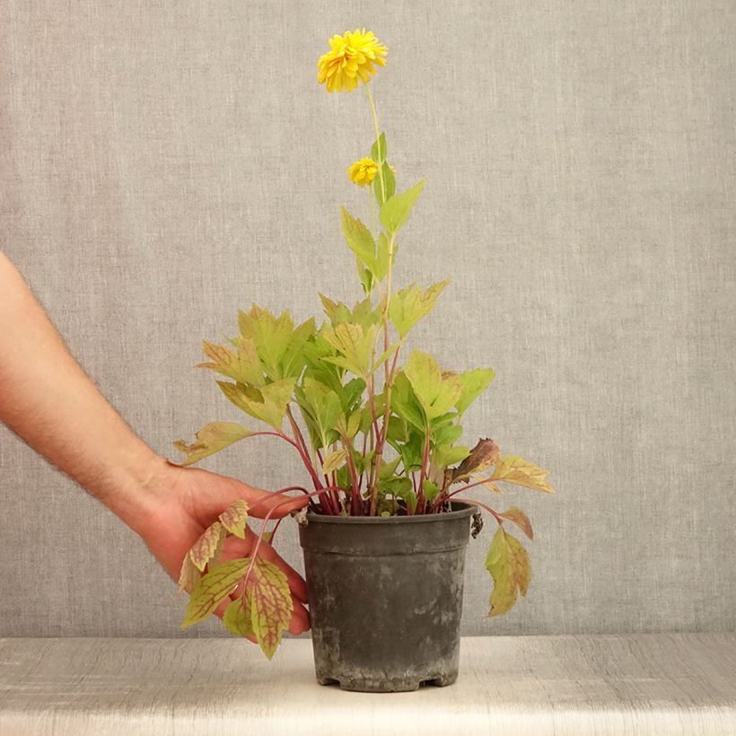 Rudbeckia laciniata Goldquelle - Pot de 2L/3L sample as delivered in summer