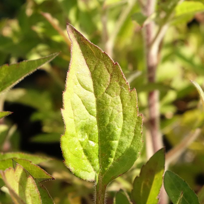 Rudbeckia triloba Prairie Glow (Foliage)