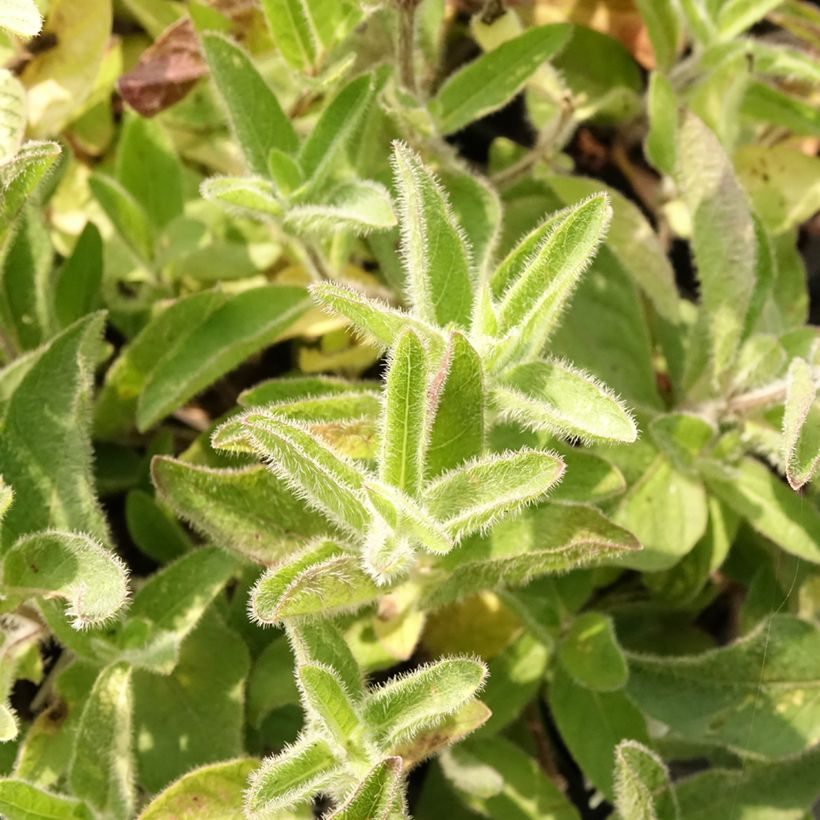 Ruellia humilis  (Foliage)