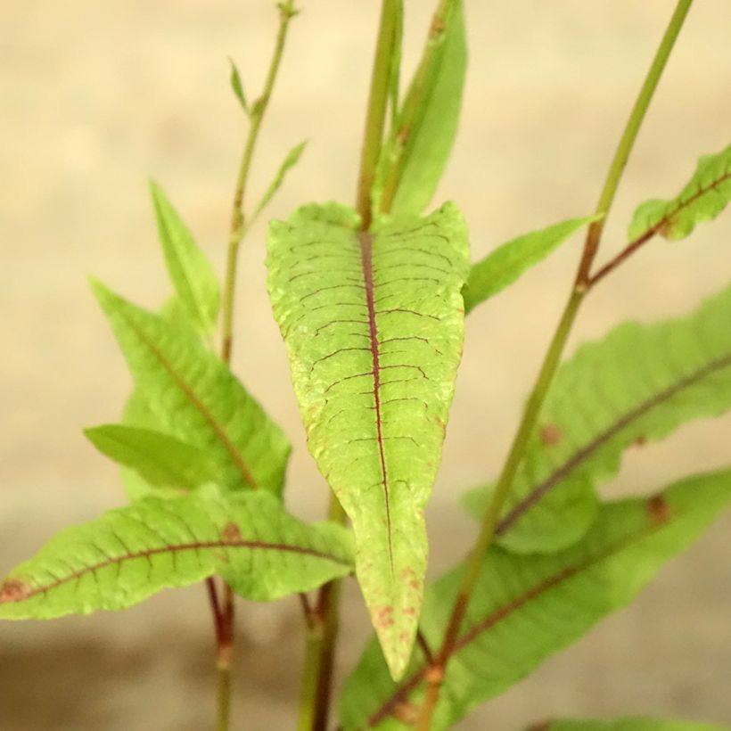 Rumex sauvignea - Pond sorrel (Foliage)