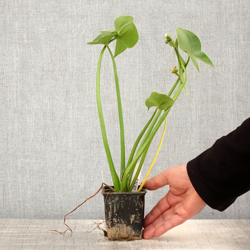 Sagittaria montevidensis - Sagittaire de Montevideo - Godet de 8/9 cm sample as delivered in spring