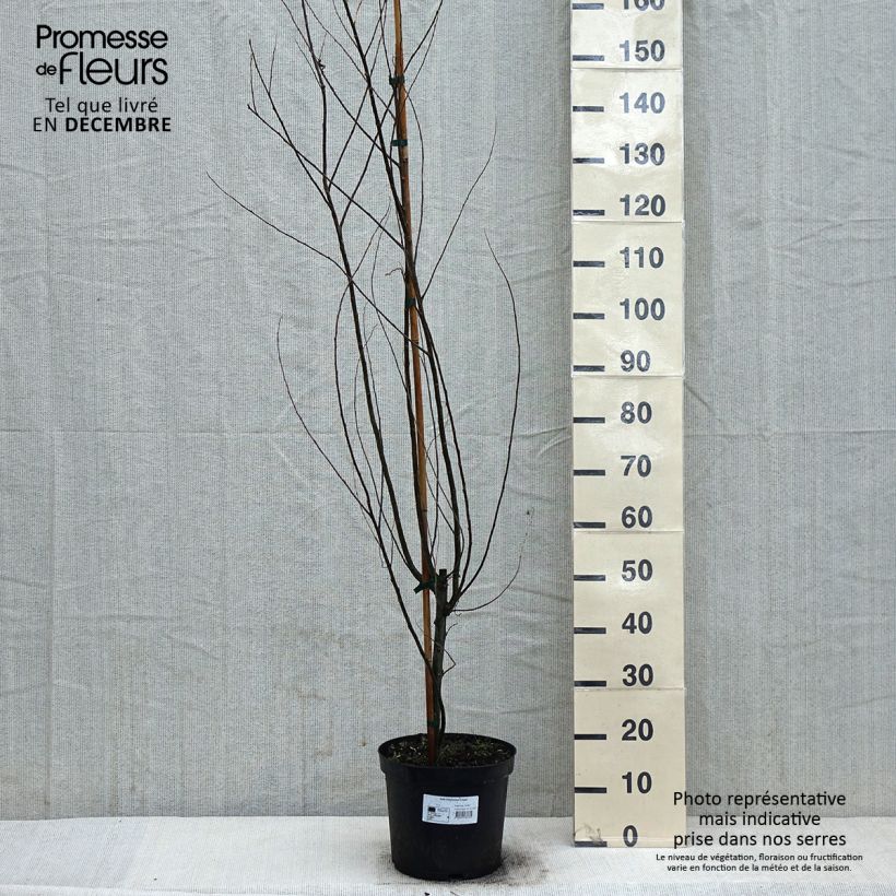 Salix babylonica Crispa Pot de 7.5L/10L sample as delivered in winter