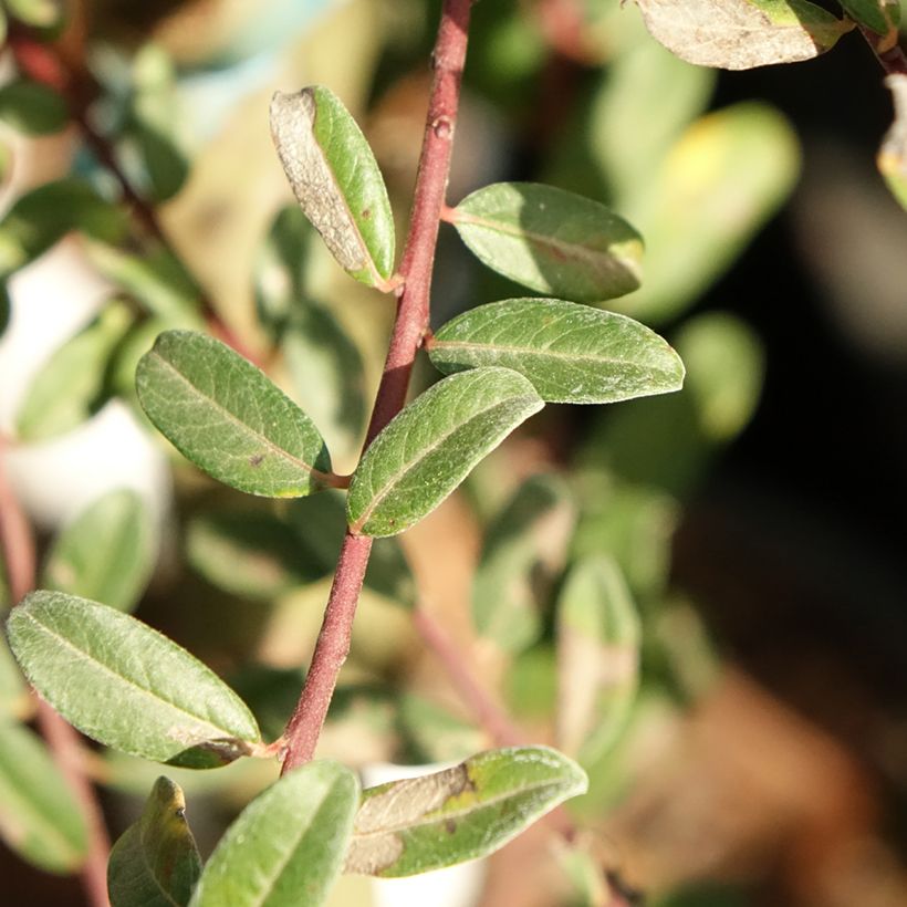 Salix repens Armando (Foliage)