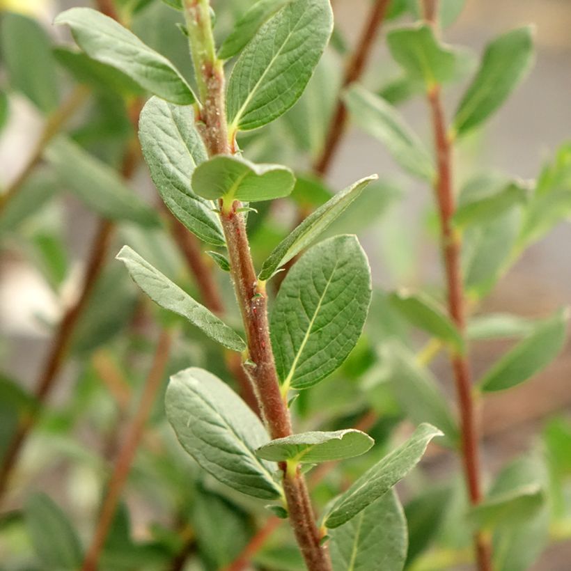 Salix repens - Creeping Willow (Foliage)