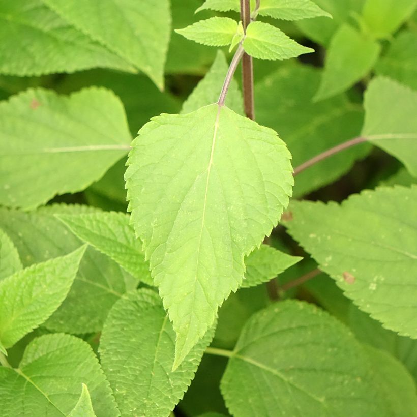 Salvia x guaranitica Amante (Foliage)