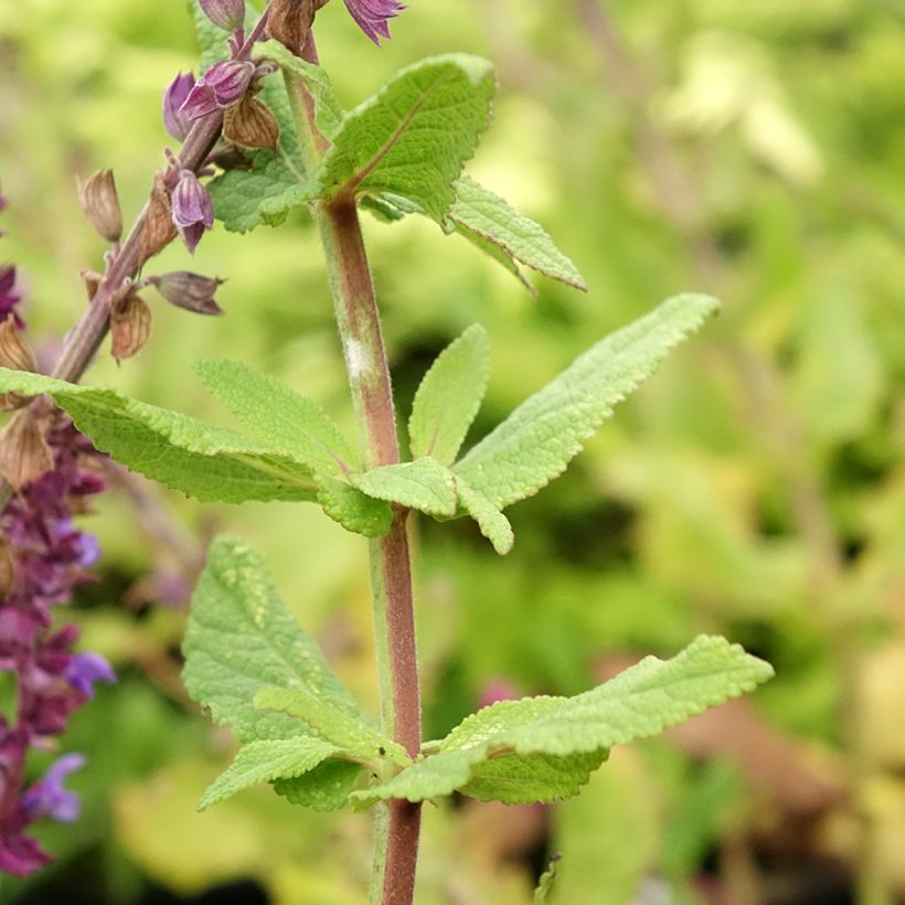 Salvia nemorosa Caradonna Compact - Woodland Sage (Foliage)