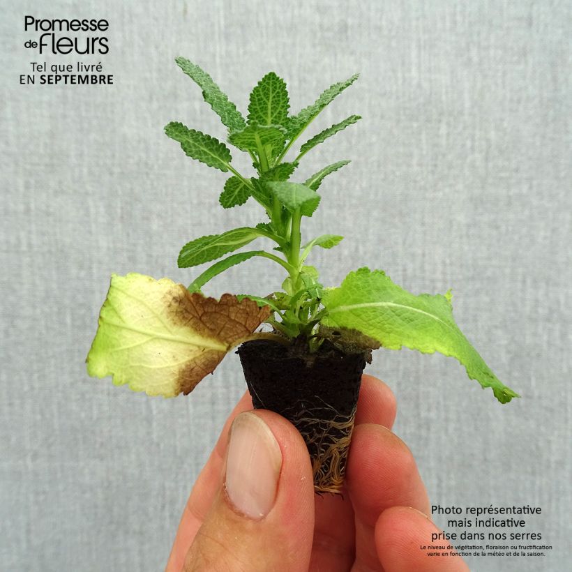 Salvia nemorosa Sensation White - Woodland Sage Plug plant 3/4cm sample as delivered in autumn