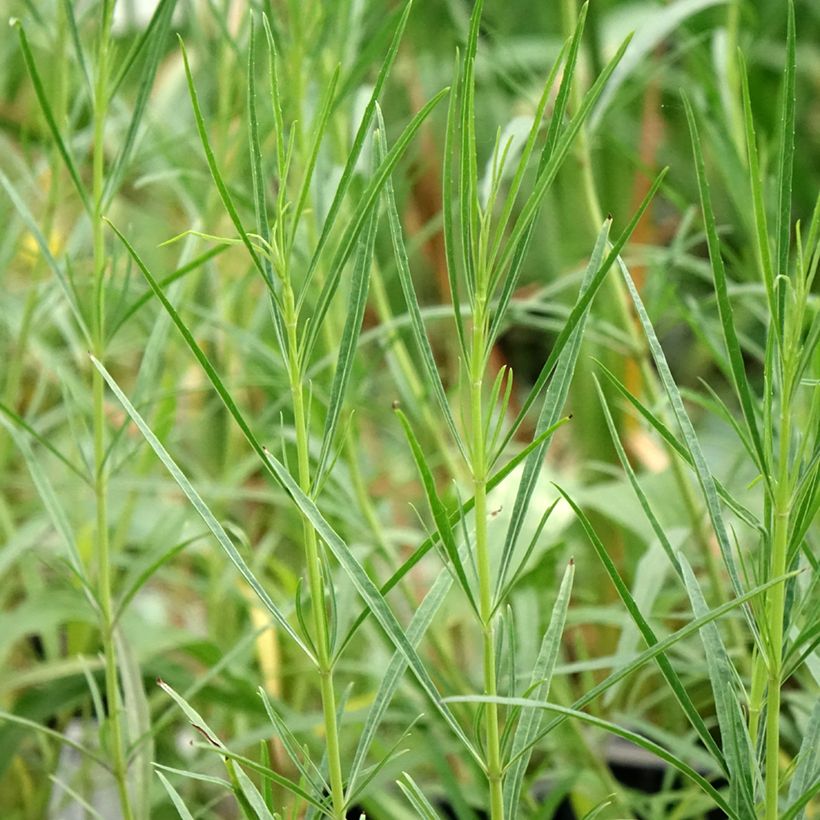 Salvia reptans 'West Texas Form' (Foliage)