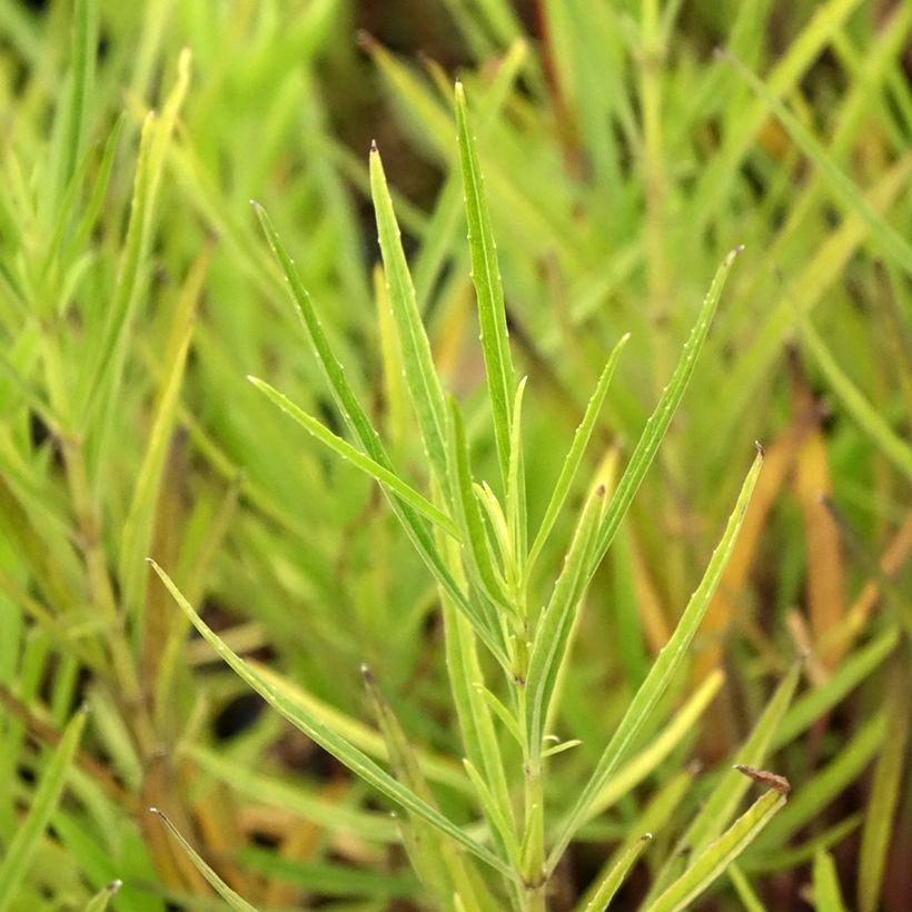 Salvia reptans 'West Texas Form' (Foliage)