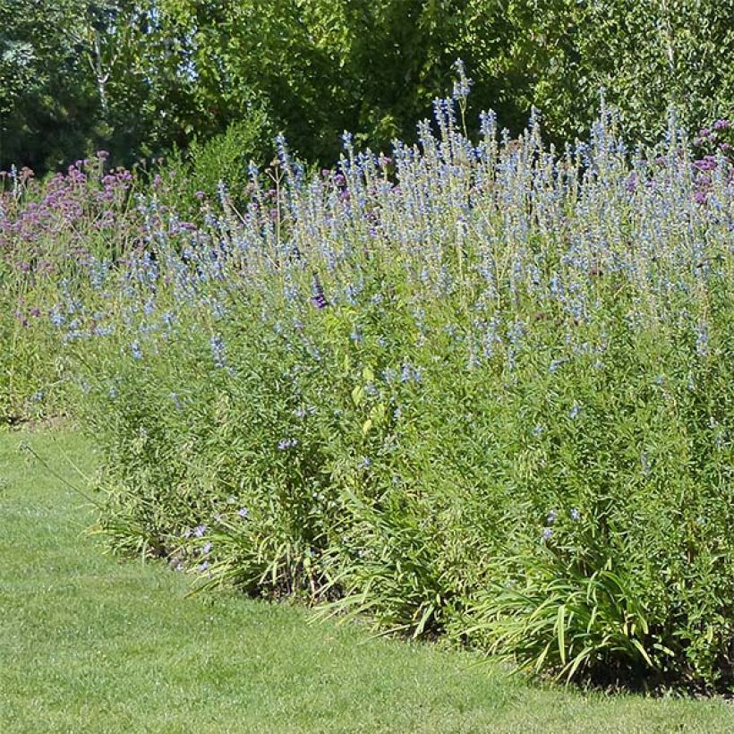 Salvia uliginosa African Skies (Plant habit)