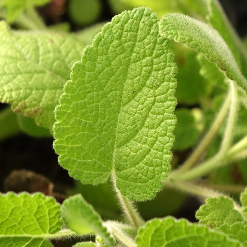 Salvia verticillata Hannays Blue (Foliage)