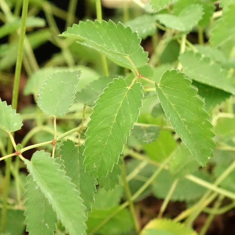 Sanguisorba tenuifolia Cangshan Cranberry (Foliage)