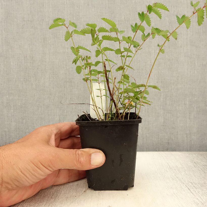 Sanguisorba Chocolate Tip Godet de 9cm sample as delivered in summer