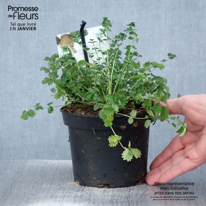 Sanguisorba minor - Petite Pimprenelle Pot de 1.5L/2L sample as delivered in winter