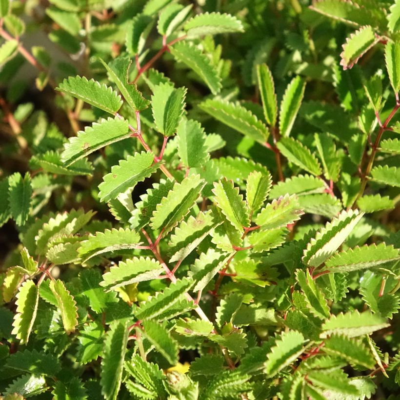 Sanguisorba Proud Mary (Foliage)