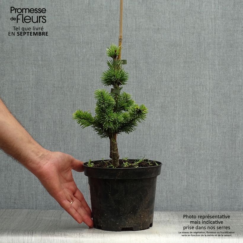 Sapin de Douglas - Pseudotsuga menziesii Pannenhoef  Pot de 3L/4L sample as delivered in autumn