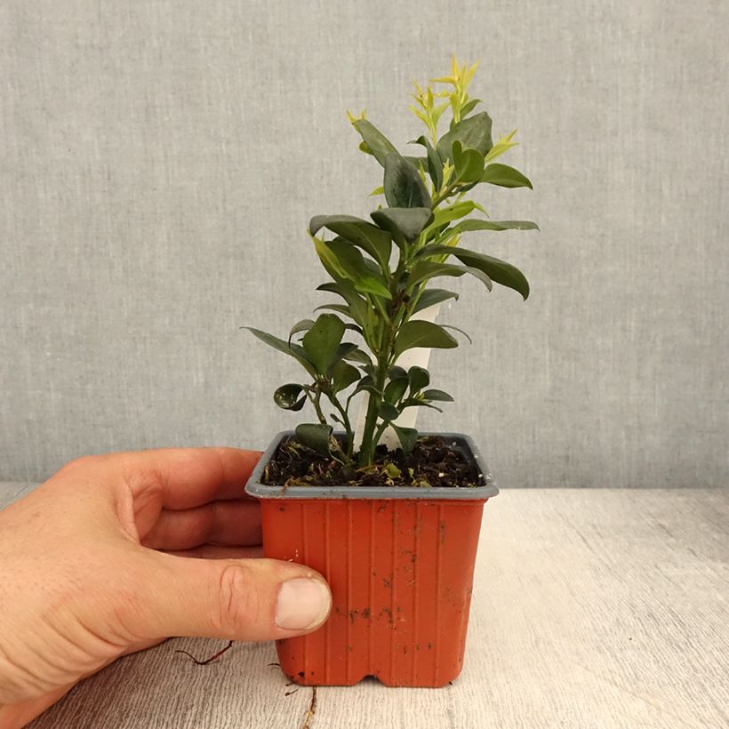 Sarcococca confusa - Godet de 8/9 cm sample as delivered in spring