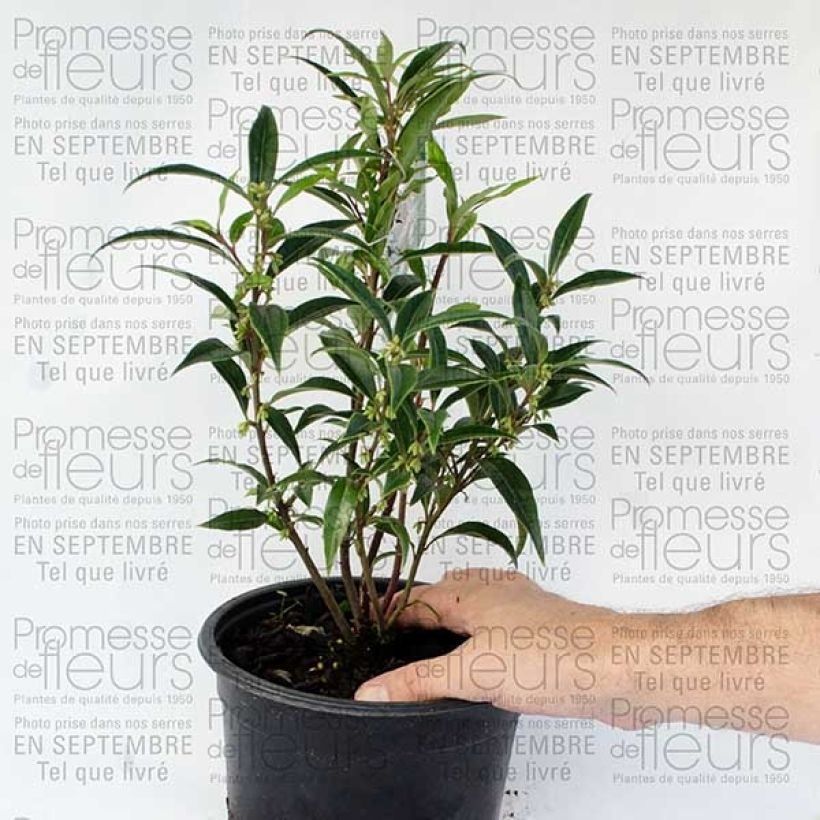 Example of Sarcococca hookeriana var. digyna 2L/3L potShipped height around 30/40cm specimen as delivered