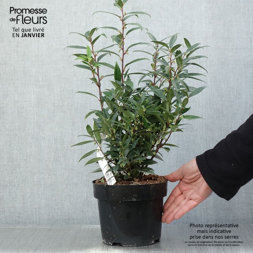 Sarcococca hookeriana Purple Gem Pot de 3L/4L sample as delivered in winter