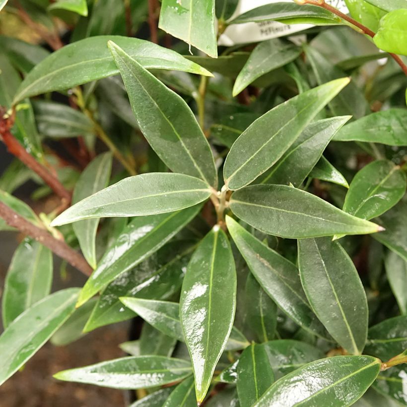 Sarcococca hookeriana Purple Gem (Foliage)