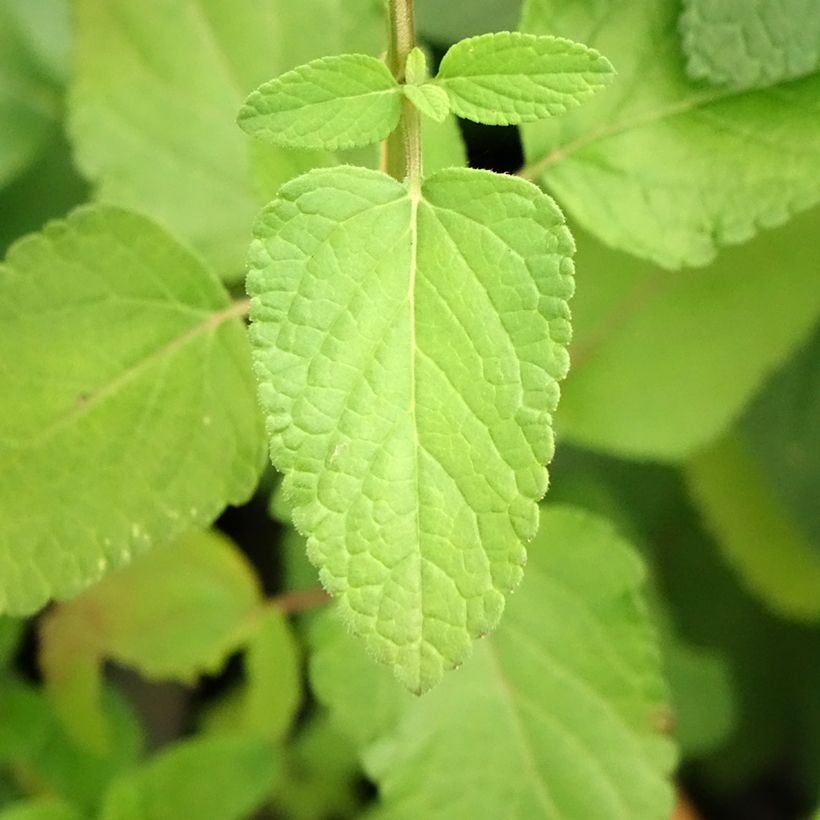 Salvia microphylla Cerro Potosi (Foliage)