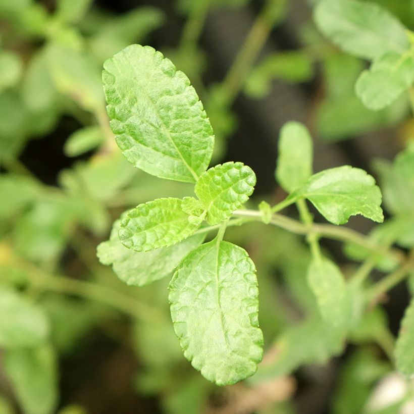 Salvia microphylla Gletsjer (Foliage)