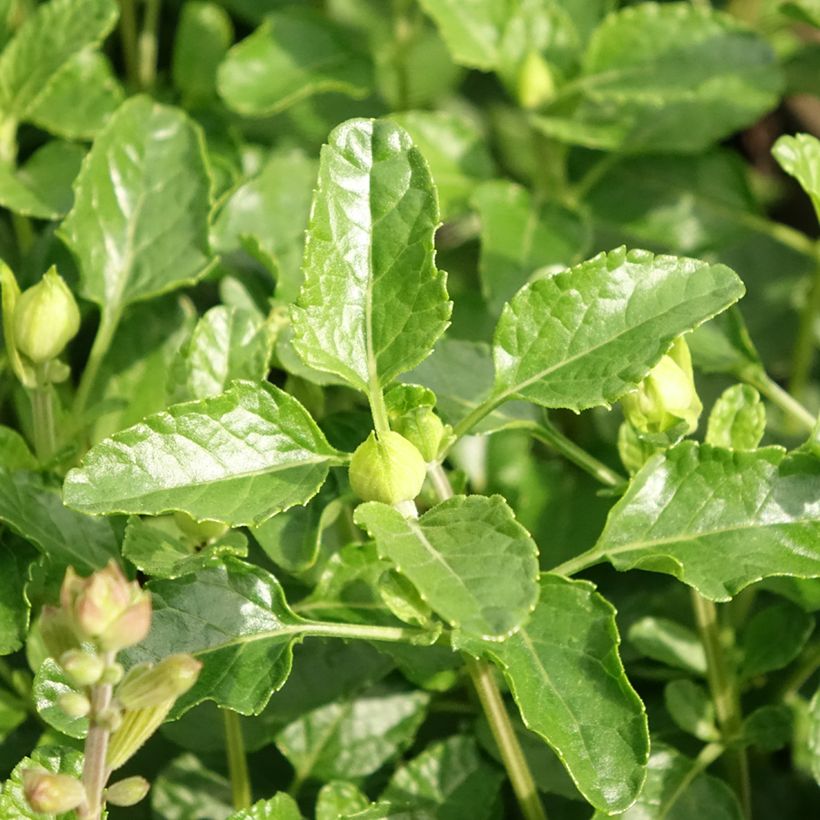 Salvia microphylla Gletsjer (Foliage)