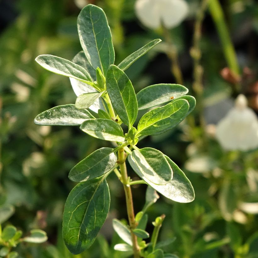 Salvia greggii Mirage Cream (Foliage)