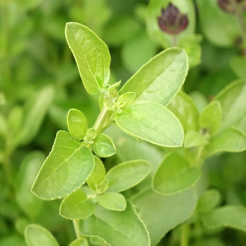 Salvia greggii Mirage Salmon (Foliage)