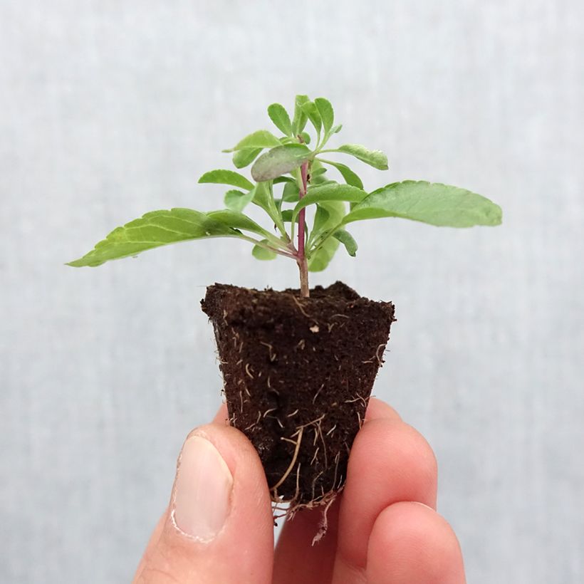 Salvia greggii Mirage Violet Plug plant 3/4cm sample as delivered in spring