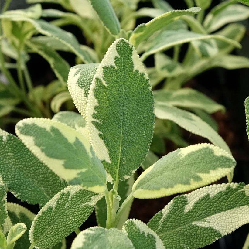 Salvia officinalis Berggarten Variegated (Foliage)