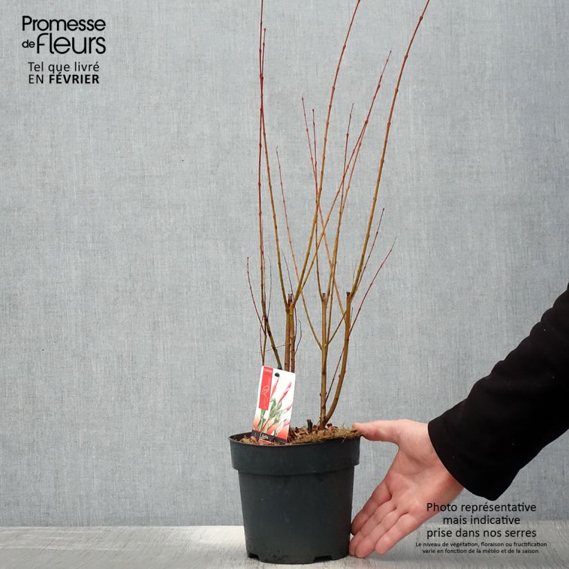 Saule crevette - Salix integra Flamingo Touffe Pot de 2L/3L sample as delivered in winter