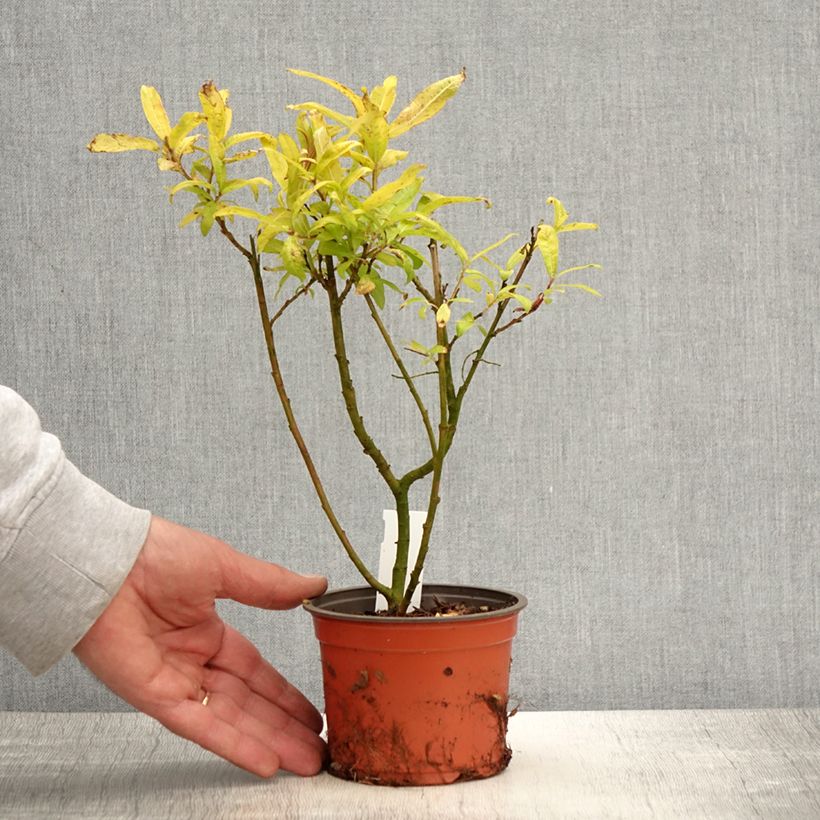 Saule doré -  Salix sachalinensis Golden Sunshine - Pot de 12 cm sample as delivered in spring