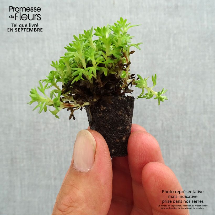 Saxifraga arendsii Pixie Plug plant 3/4cm sample as delivered in autumn