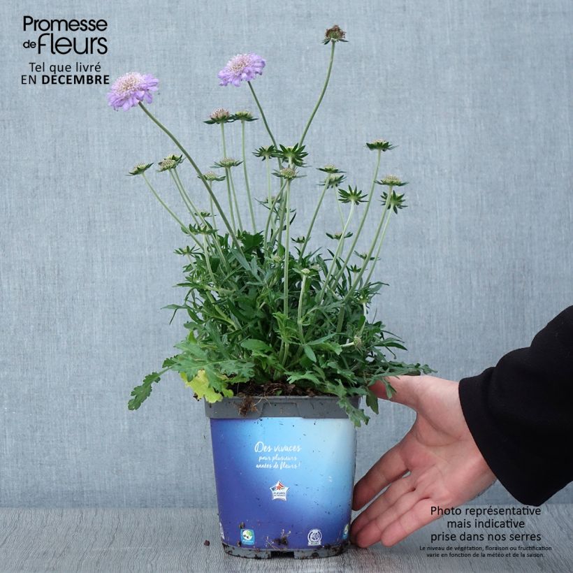 Scabieuse colombaire - Scabiosa columbaria Butterfly Blue en pot de 2 litres sample as delivered in autumn