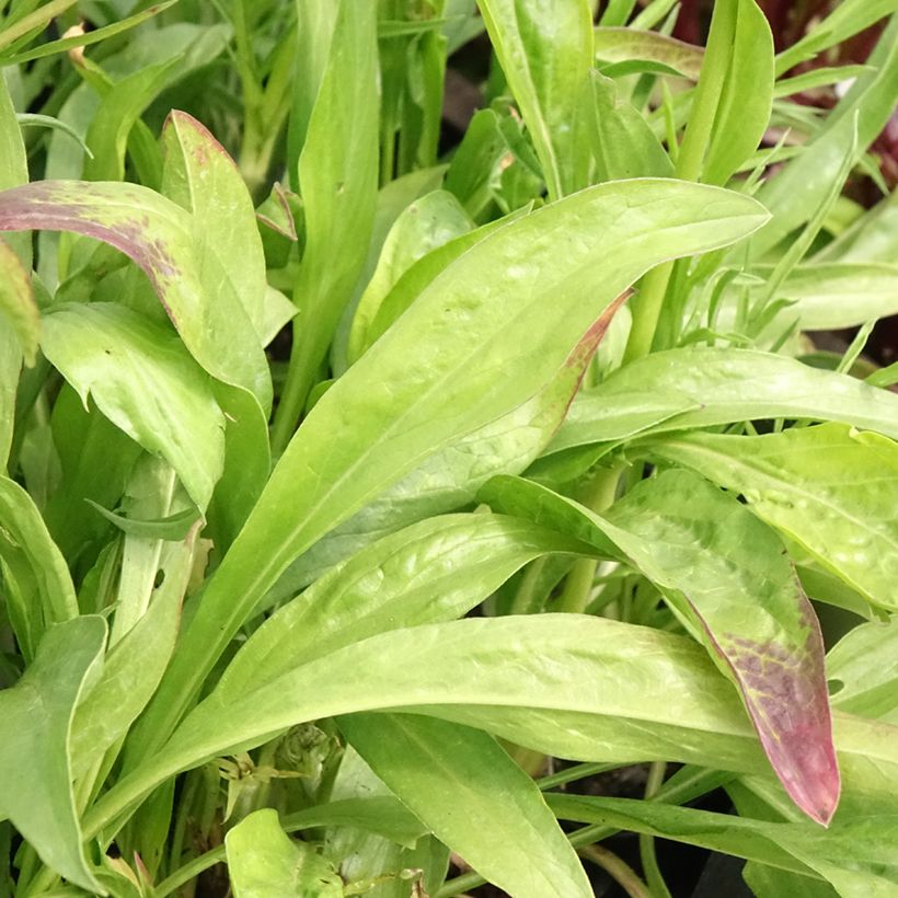 Scabiosa caucasica Fama (Foliage)