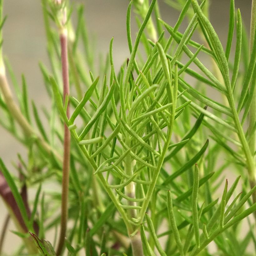 Scabiosa canescens (Foliage)